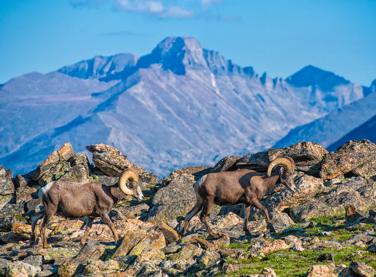 Bighorn Sheep with Longs Peak on Rocky Mountain National Park Tour Bighorn Sheep with Longs Peak on Rocky Mountain National Park Tour